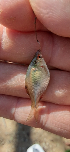 タイリクバラタナゴの釣果