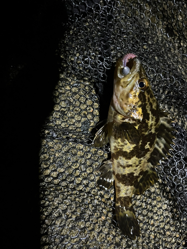 タケノコメバルの釣果