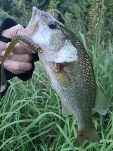 ラージマウスバスの釣果