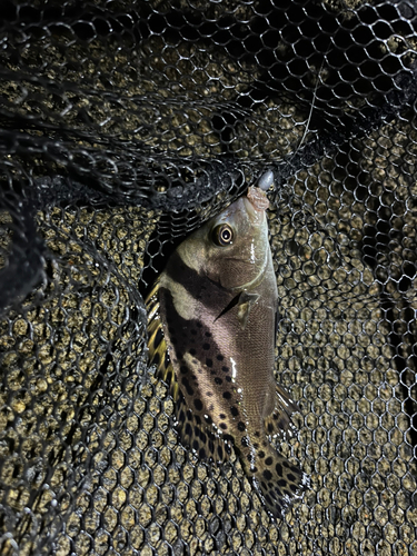 コショウダイの釣果