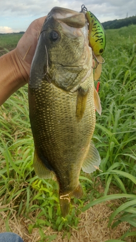 ブラックバスの釣果