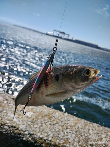 コノシロの釣果