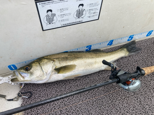 シーバスの釣果