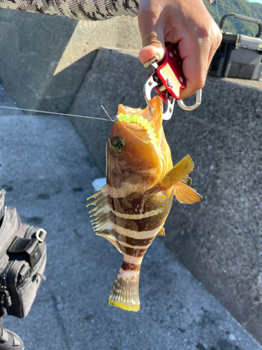 アオハタの釣果