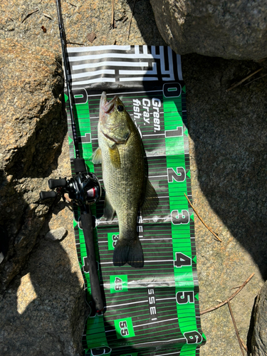 ブラックバスの釣果