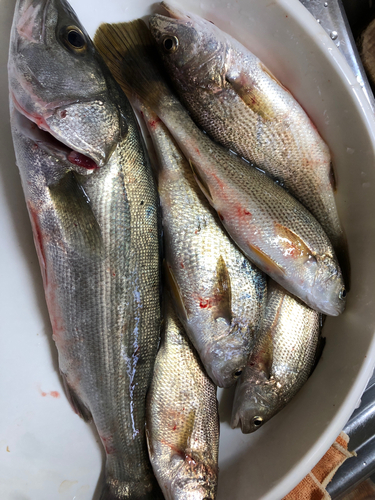 イシモチの釣果