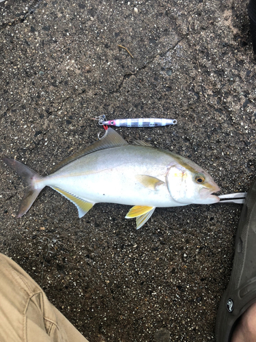 シオの釣果