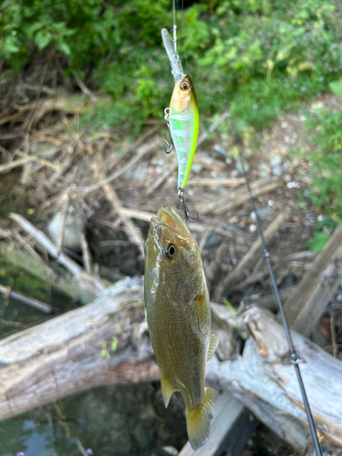 ラージマウスバスの釣果