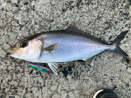 ネリゴの釣果