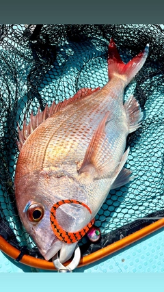 マダイの釣果