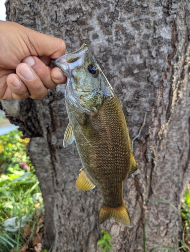 スモールマウスバスの釣果