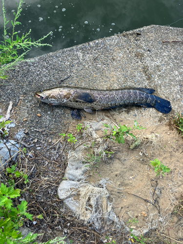 ライギョの釣果