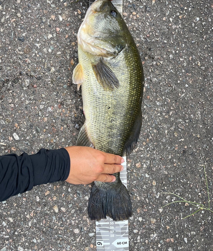 ブラックバスの釣果