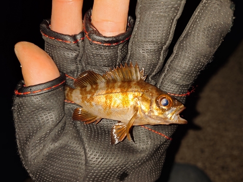 メバルの釣果