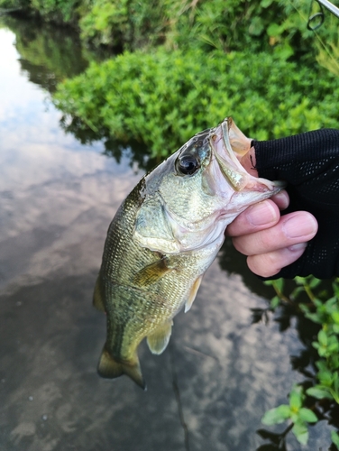 ラージマウスバスの釣果