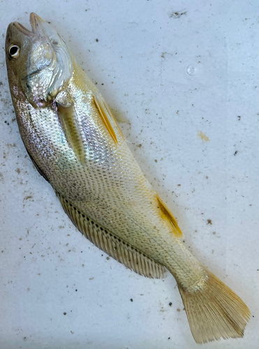 シログチの釣果