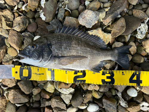 クロダイの釣果