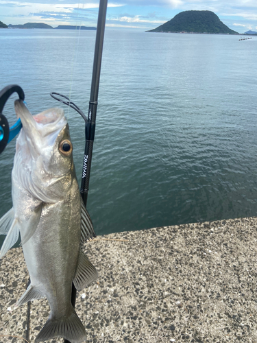 スズキの釣果