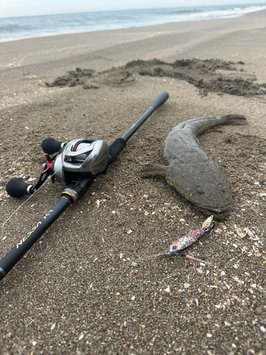 マゴチの釣果