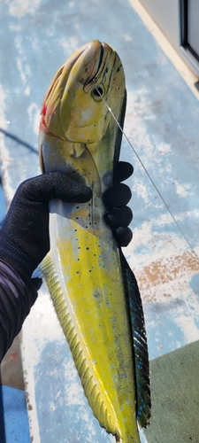 シイラの釣果