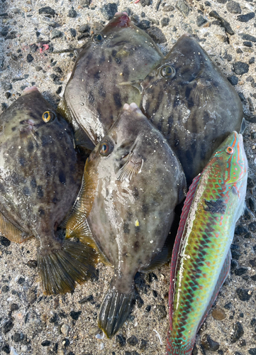 カワハギの釣果