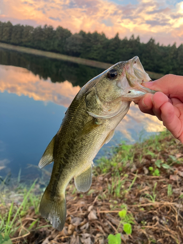 ラージマウスバスの釣果