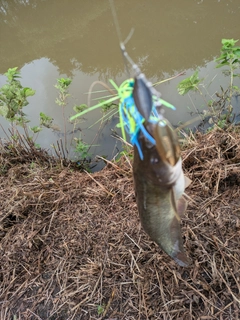 ナマズの釣果