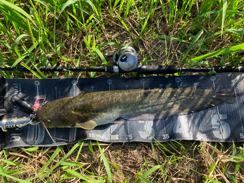 ナマズの釣果