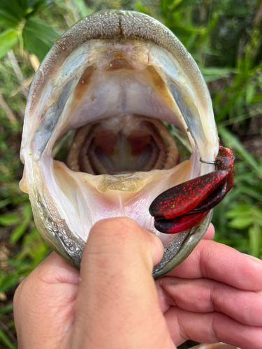 ブラックバスの釣果