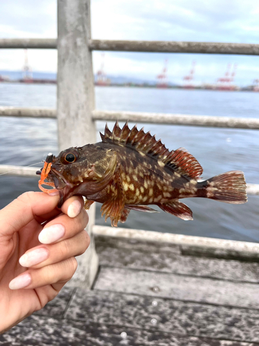 ガシラの釣果