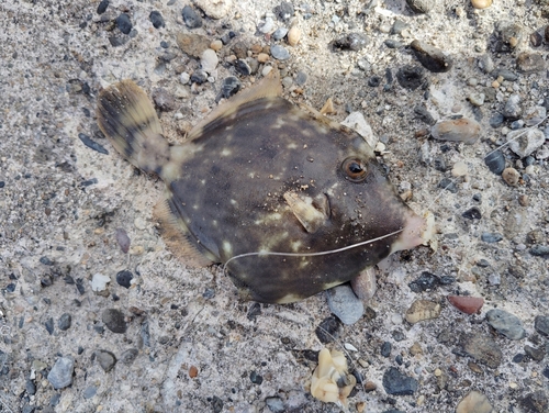 カワハギの釣果