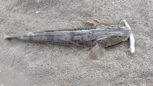 マゴチの釣果