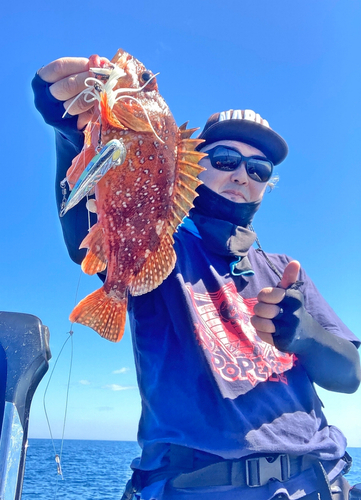 ウッカリカサゴの釣果