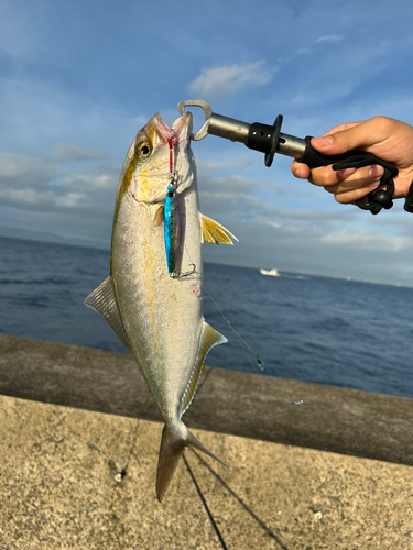 ネリゴの釣果