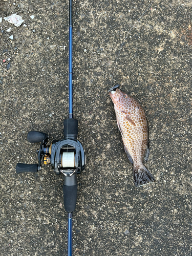 オオモンハタの釣果