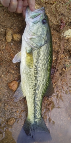 ラージマウスバスの釣果