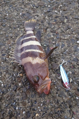 アオナの釣果