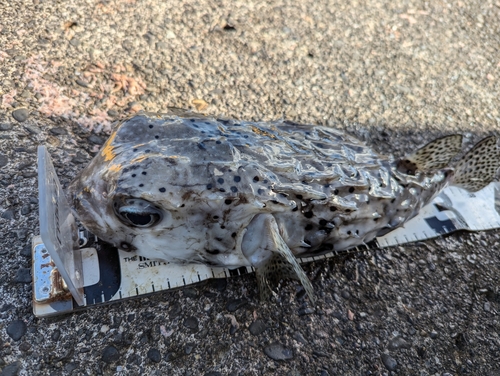 イシガキフグの釣果