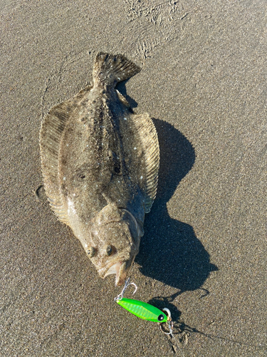 ヒラメの釣果