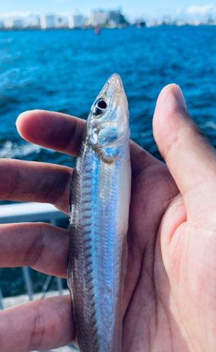 シロギスの釣果