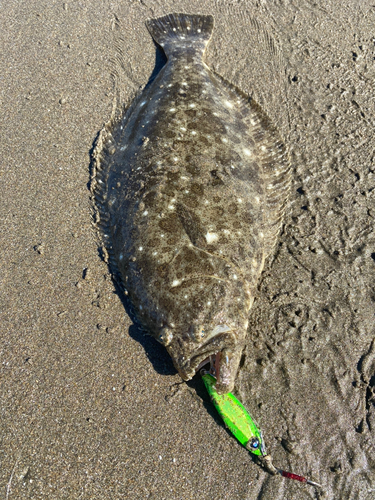 ヒラメの釣果