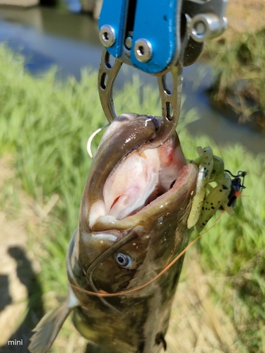 ナマズの釣果