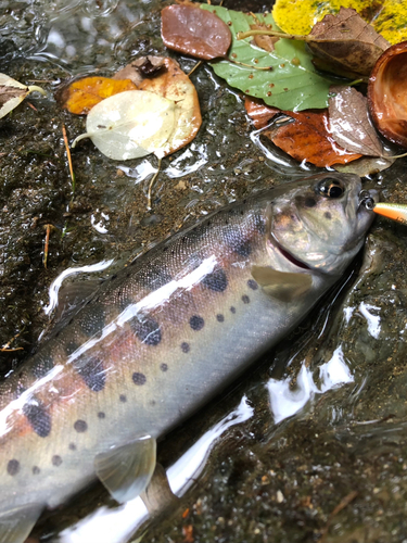 ヤマメの釣果