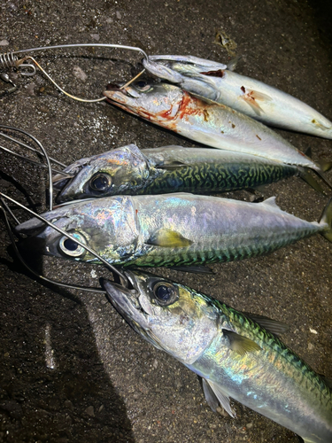 サバの釣果