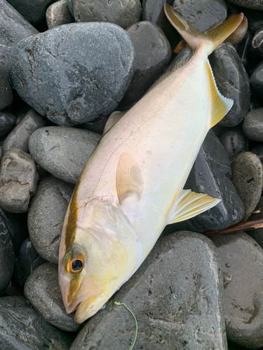 ショゴの釣果