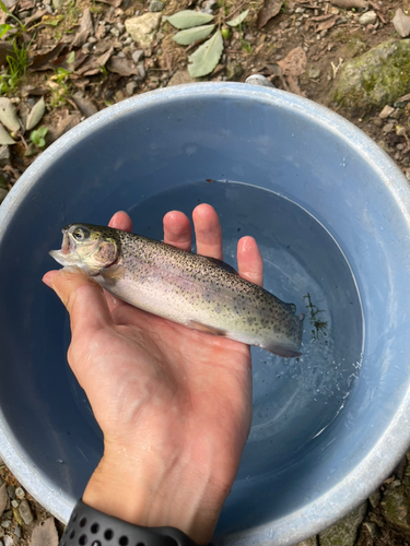 ニジマスの釣果