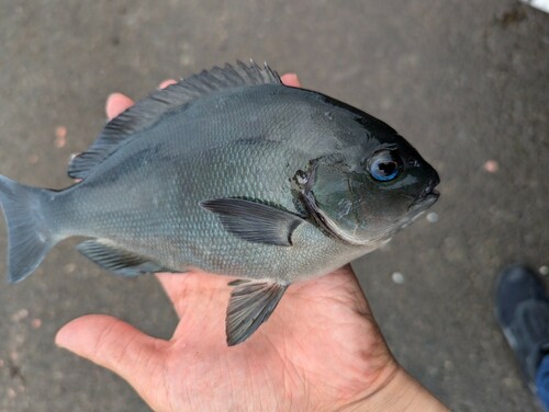 メジナの釣果