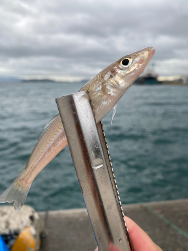 キスの釣果