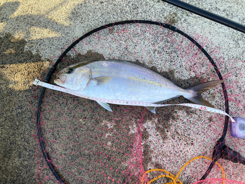 ショゴの釣果