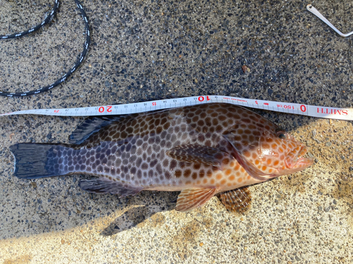 オオモンハタの釣果